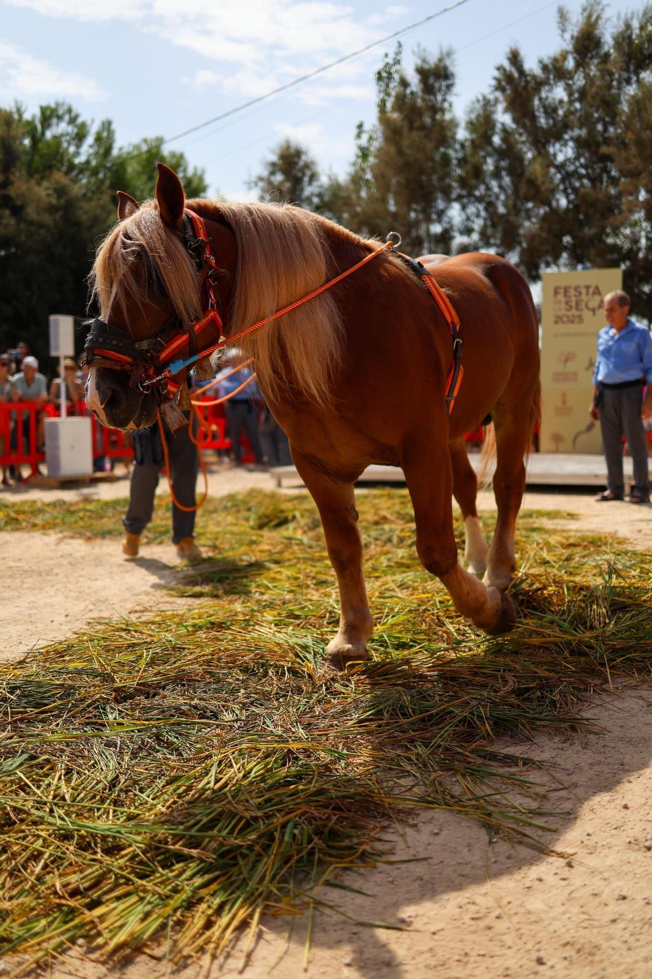 El puerto de Catarroja reúne a 5.000 personas en la Fiesta de la siega del arroz