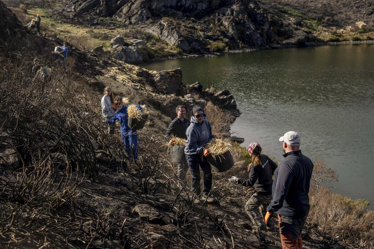 Cargados con capazos, los voluntarios esparcieron paja para proteger el suelo en el entorno de la Lagoa da Serpe.