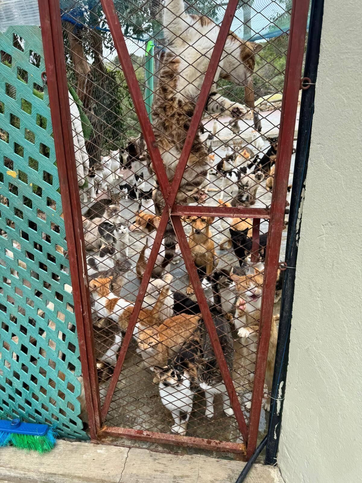 PERROS Y GATOS EN REFUGIO EN RABAT MARRUECOS