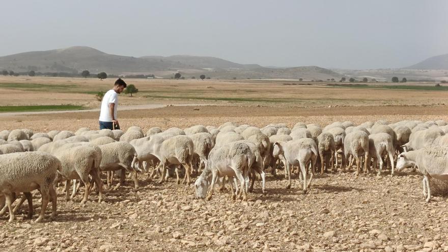 El Gobierno regional comienza a pagar 18’3 millones de euros de adelanto de la PAC