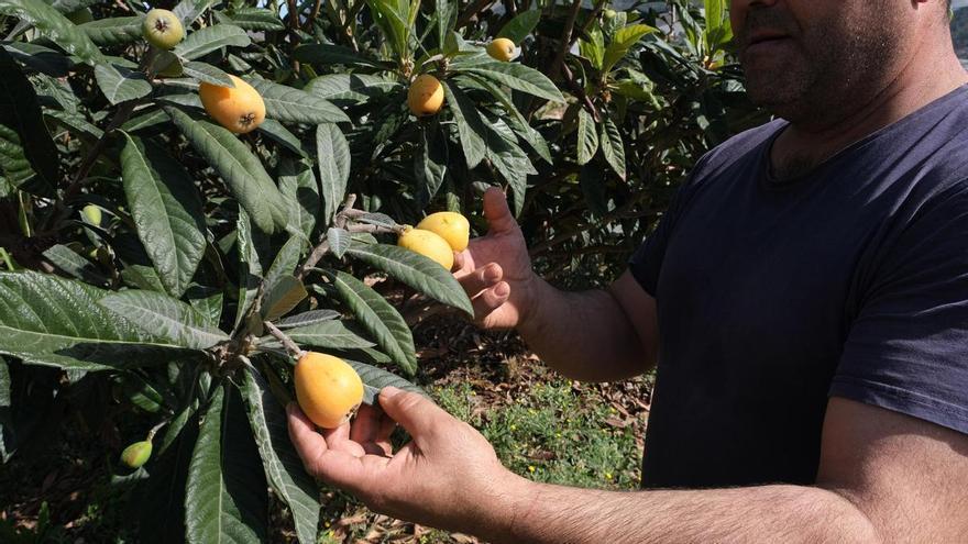 El níspero de Alicante se suma a la uva de mesa y reclama una rebaja permanente del IRPF
