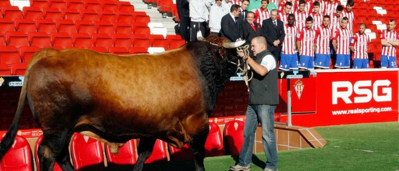 Un toro, en la banda de El Molinón, durante un acto promocional del Sporting realizado hace dos años.