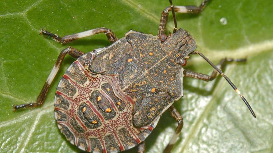 Alerten d'un insecte invasor que  causa molèsties als veïns