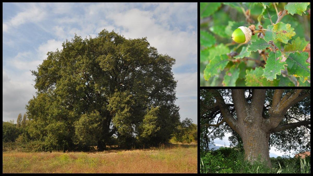 roble roure montardit ager