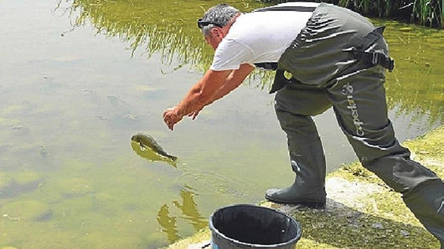 Los voluntarios rescatan peces  amenazados  por el bajo caudal en el río Albaida