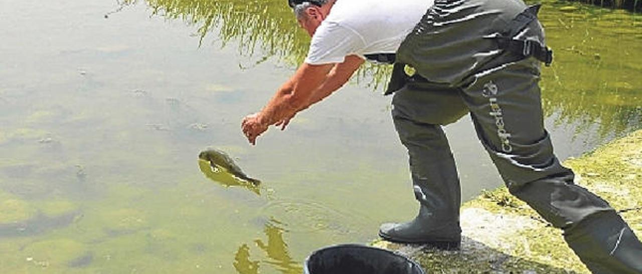 Los voluntarios rescatan peces  amenazados  por el bajo caudal en el río Albaida