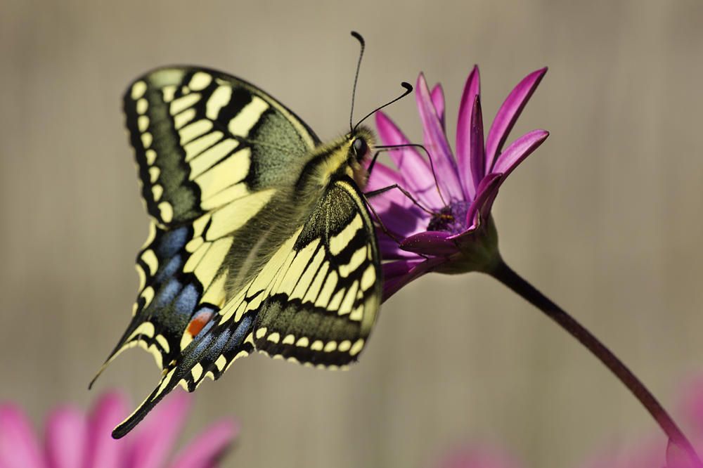 Una colorida mariposa rey (‘Papilio machaon’) fotografiada en Sant Joan.