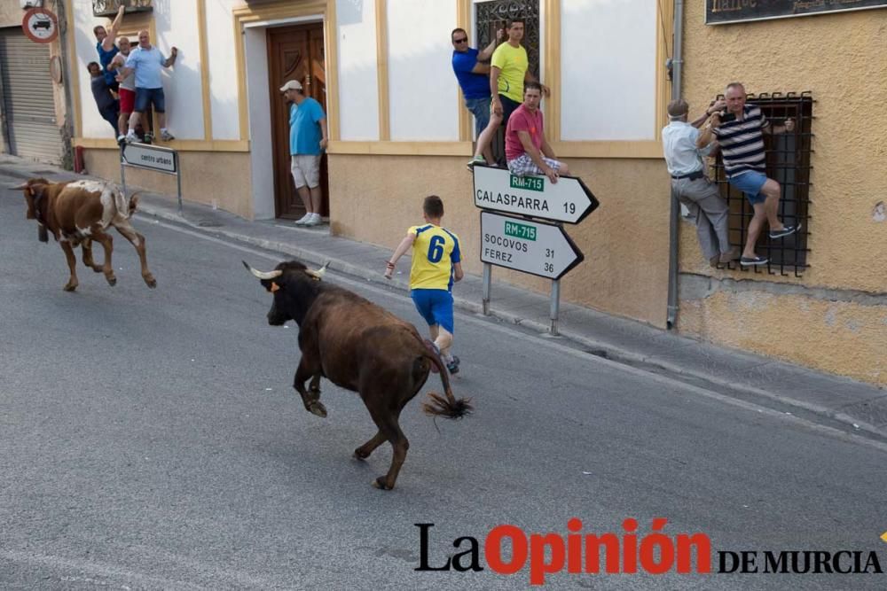 Suelta de vacas en Moratalla