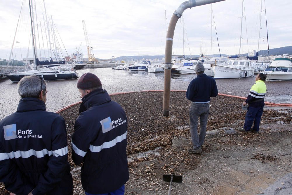 Tasques per retirar la biomassa al port de Palamós