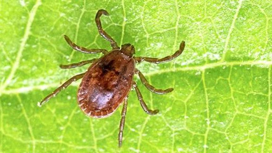 Borreliose: Wirklich gefährlich oder nur Panikmache? - Mallorca Zeitung
