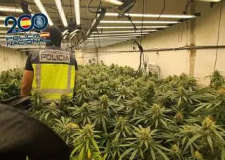 Localizan tres plantaciones con casi 900 plantas de marihuana en Cartagena