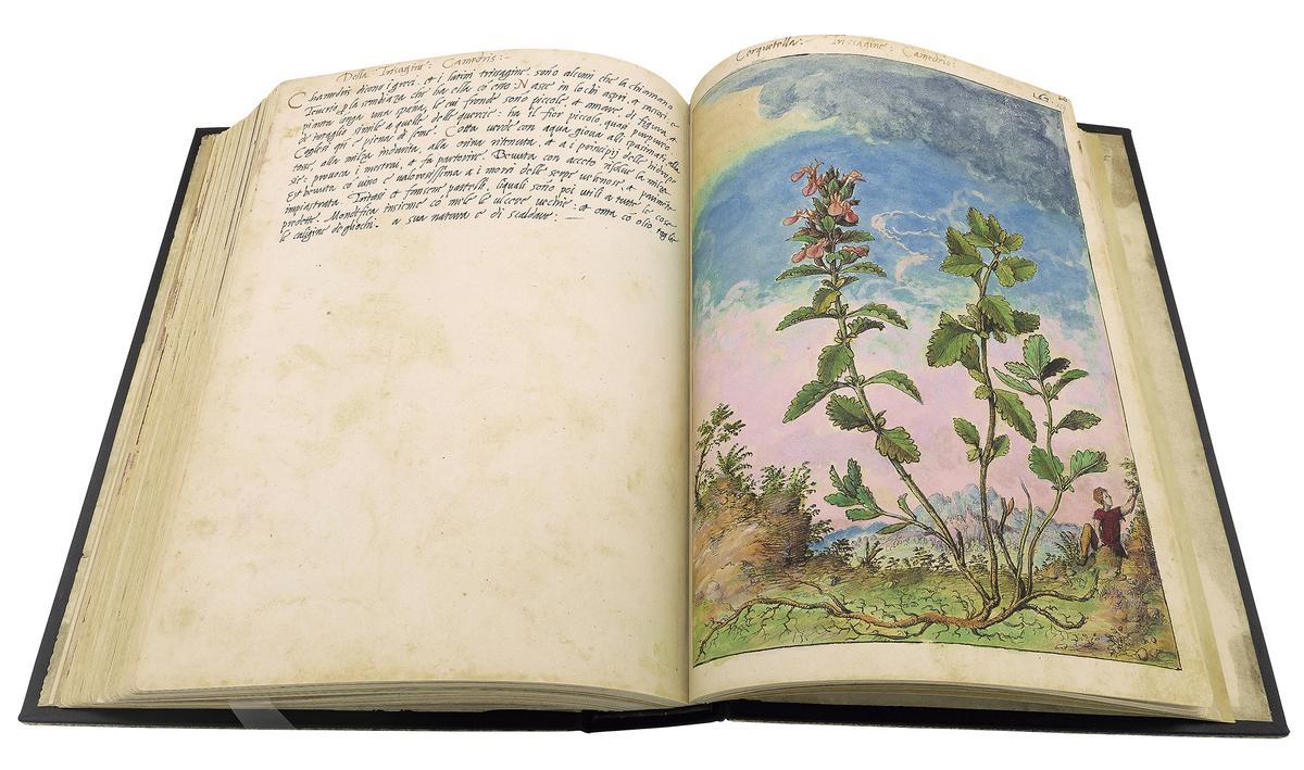 Dioscorides de Cibo y Mattioli - Folios 158v - 159r Encinilla.