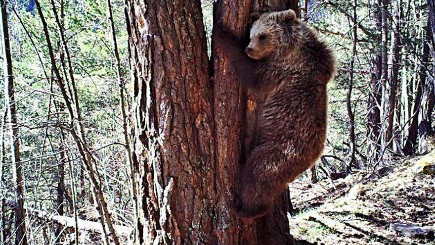 Fotografia d&#039;un os enfilat a un arbre al Pirineu.