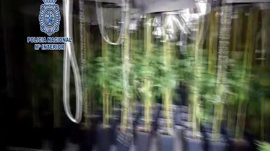 Cae una organización que exportaba marihuana desde Málaga a Holanda