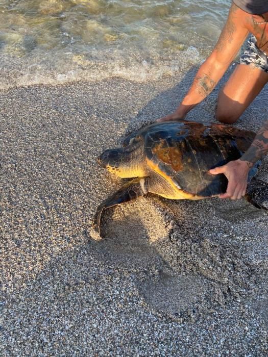 Tortuga boba rescatada en el Carabassí