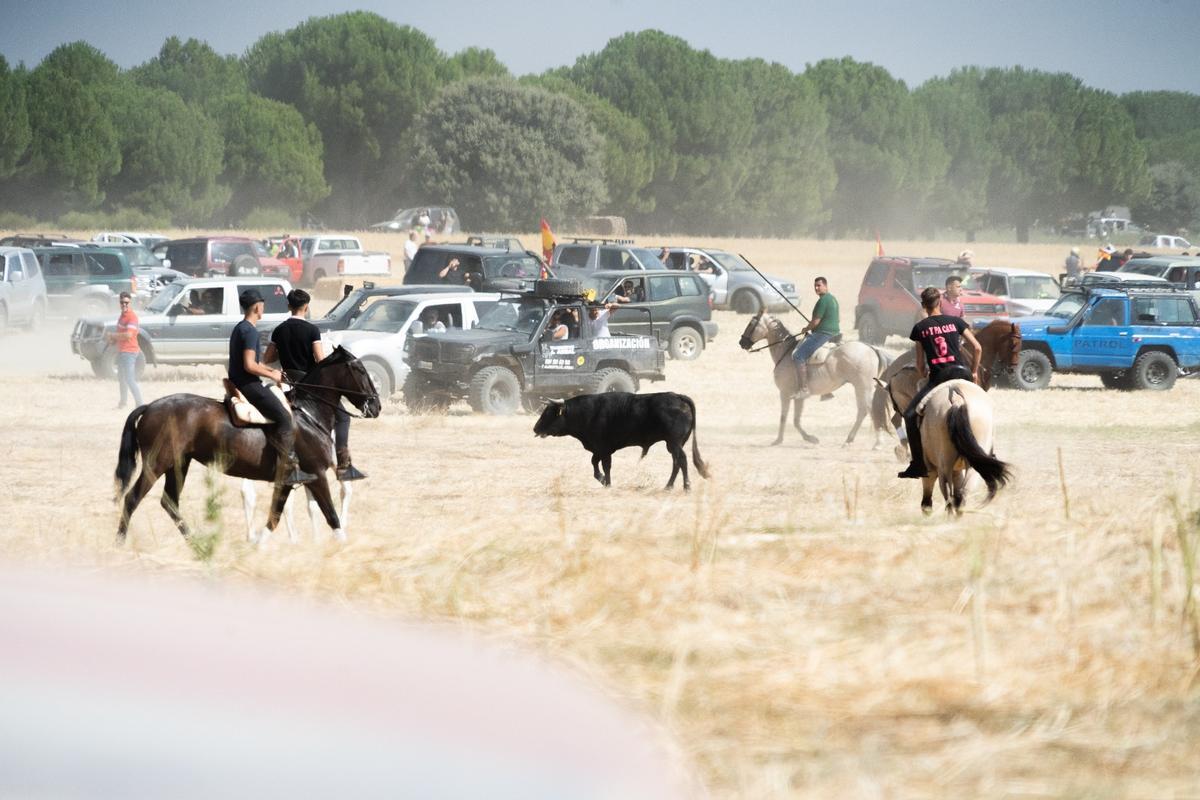 GALERÍA| Multitudinario encierro de campo en Moraleja del Vino GALERÍA| Multitudinario encierro de campo en Moraleja del Vino