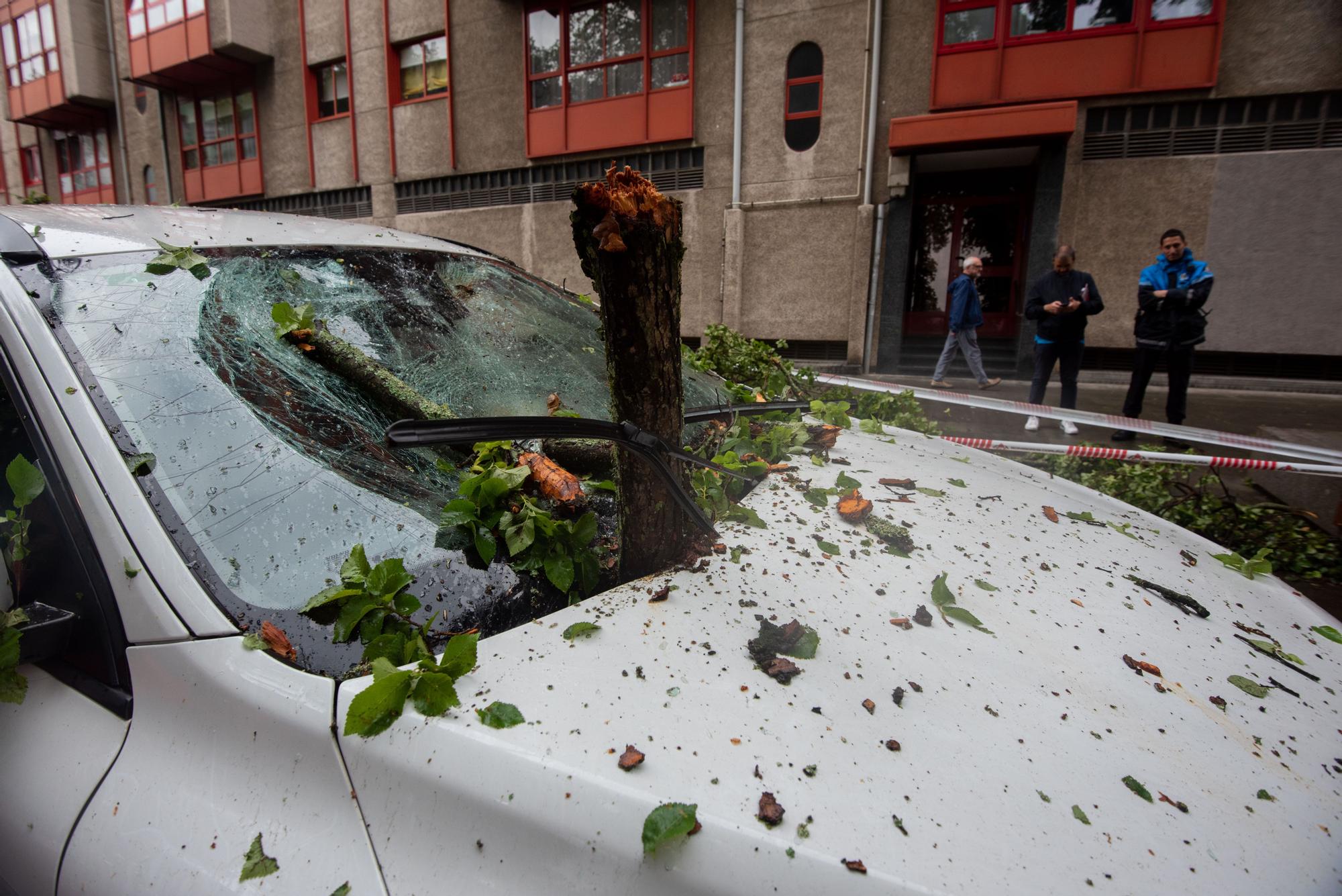 Cae un árbol en la calle Orillamar