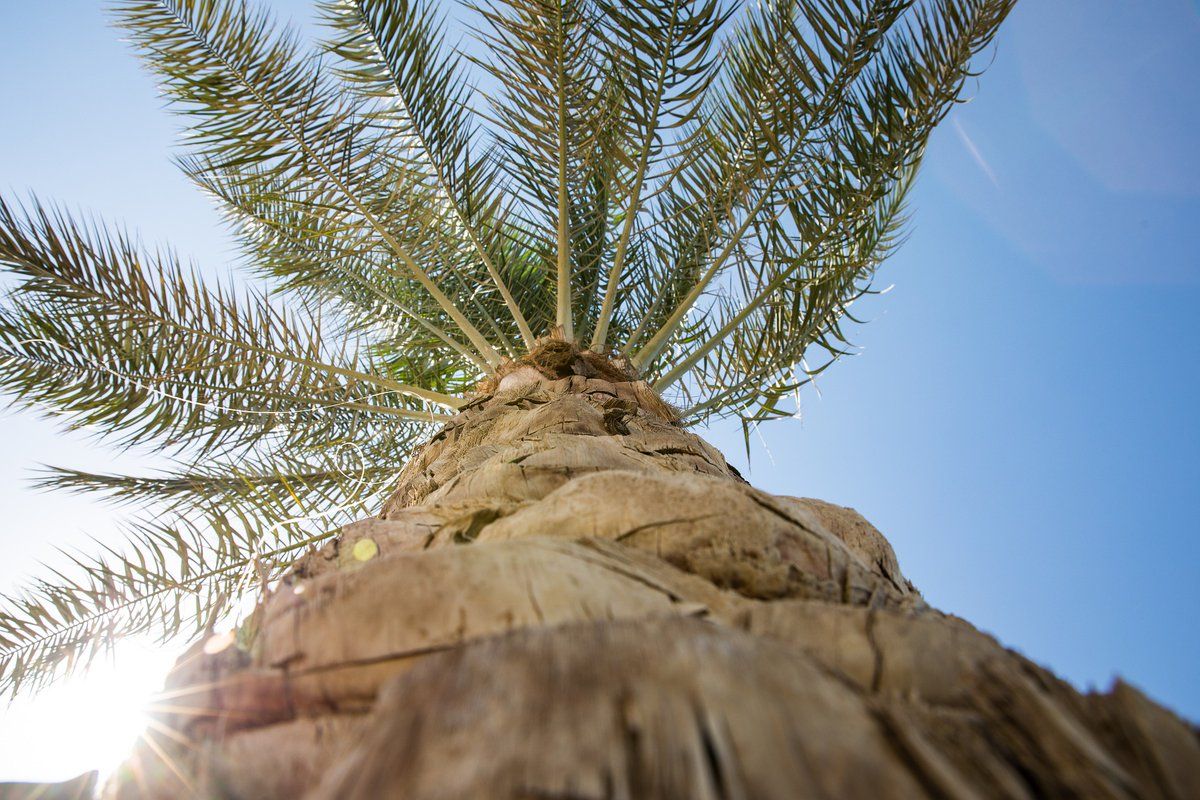 Viladecans inicia un tratamiento preventivo contra el picudo de la palmera