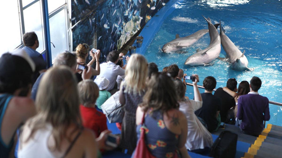 Delfines en el zoo de Barcelona durante un espectáculo