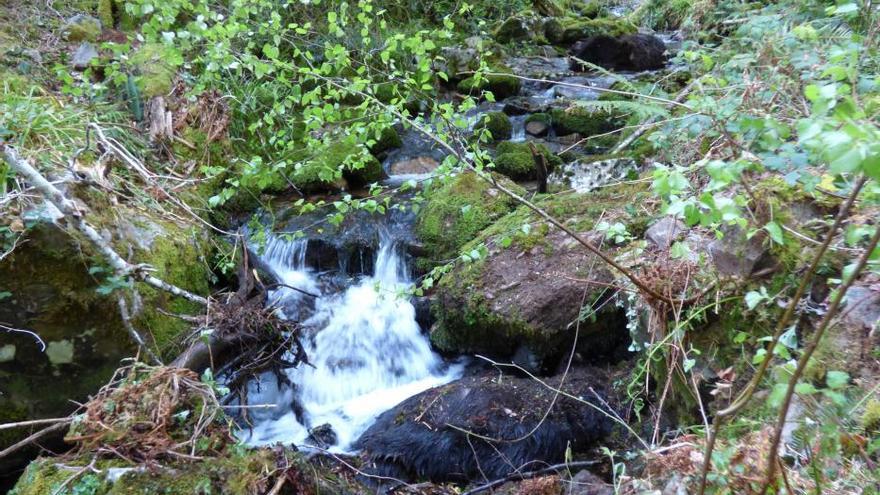 Recogida de los osos muertos en Cangas del Narcea