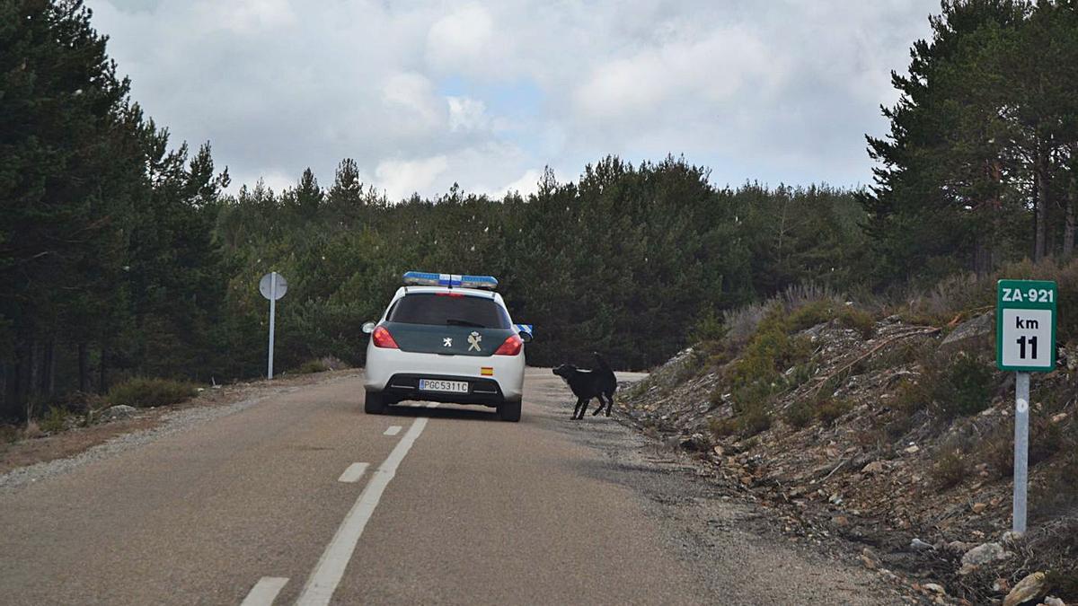 Un vehículo de la Guardia Civil transita por la carretera de Rihonor a Ungilde sortenado los blandones | A. S.