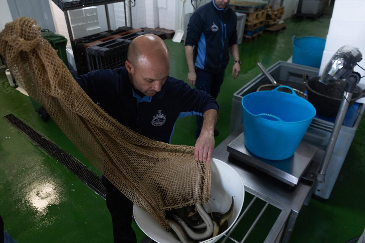 Un pescador de la Lonja de El Palmar prepara las anguilas capturadas para el pesaje
