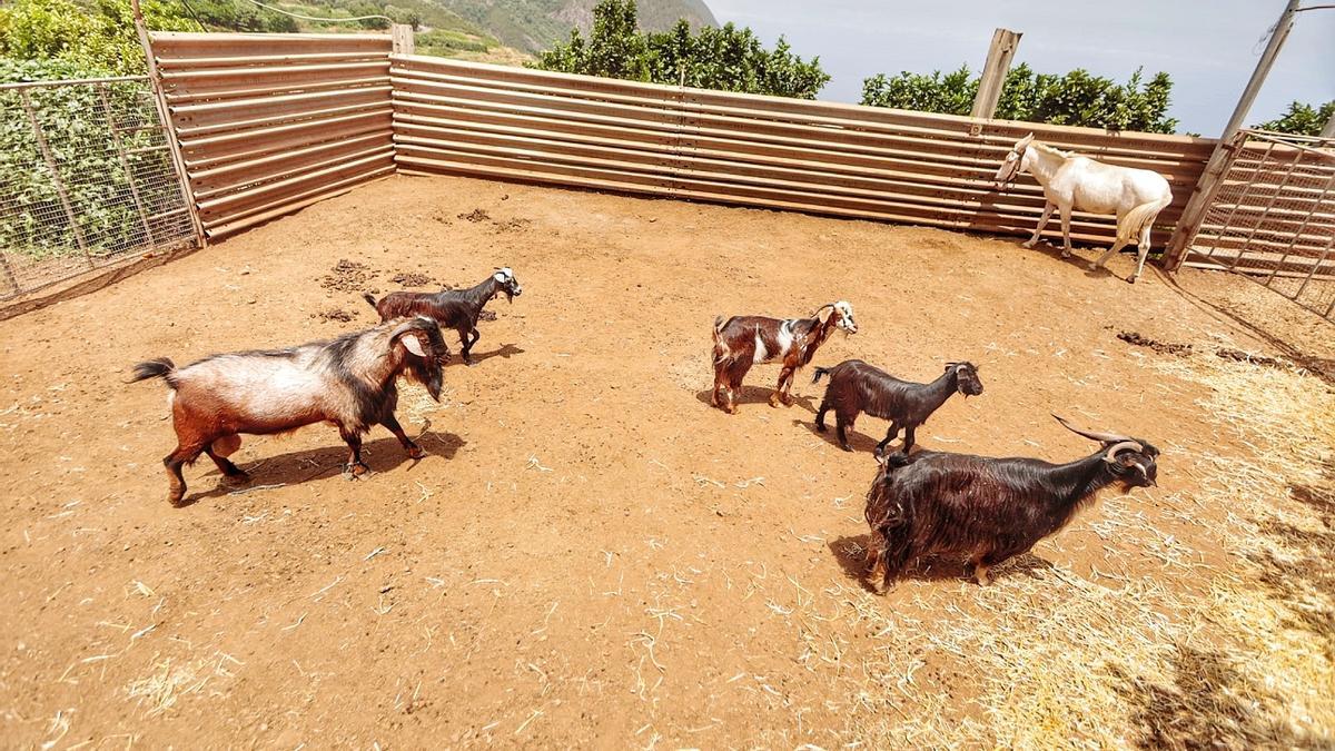 Atención a los animales desplazados por el incendio de Tenerife