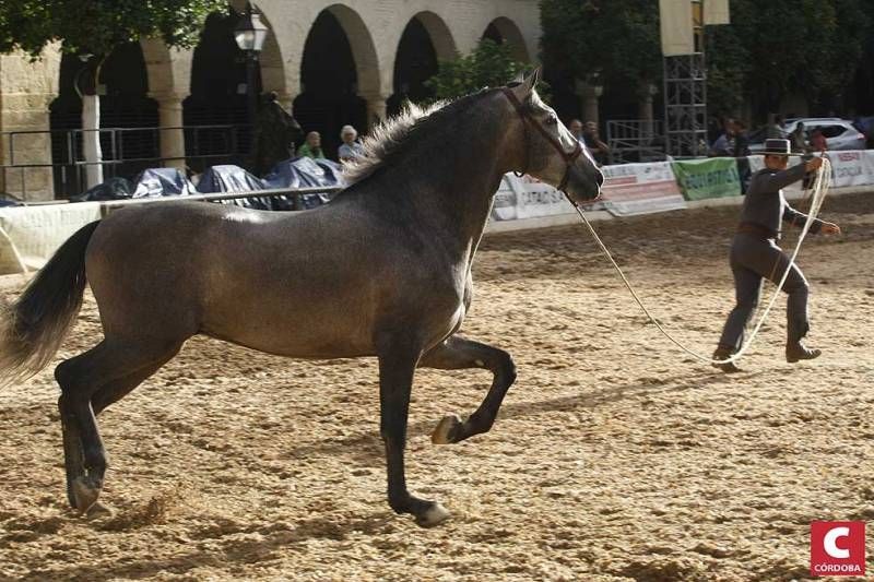 Calbacor 2014 abre sus puertas