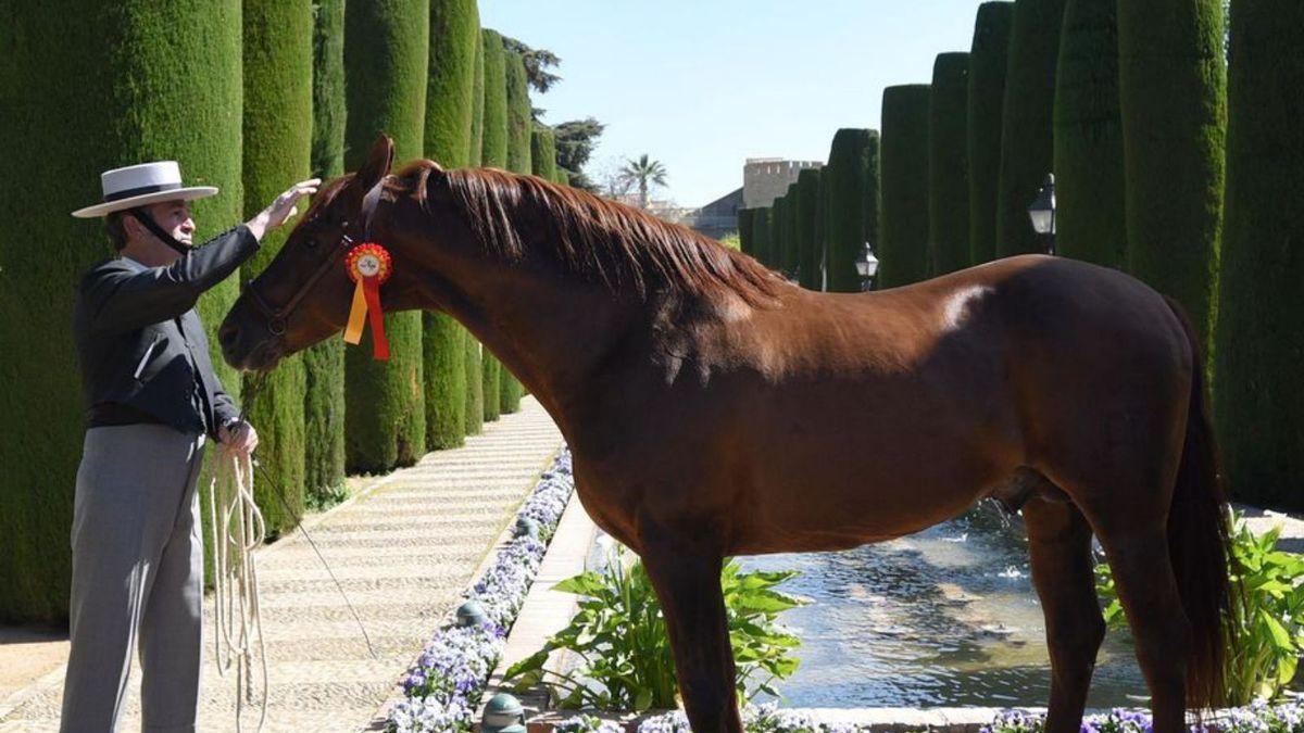 Un caballo en los jardines del Alcázar.