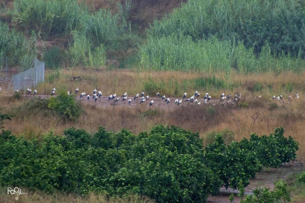 La bandada descansa junto al río Magro entre Real y Montroi.