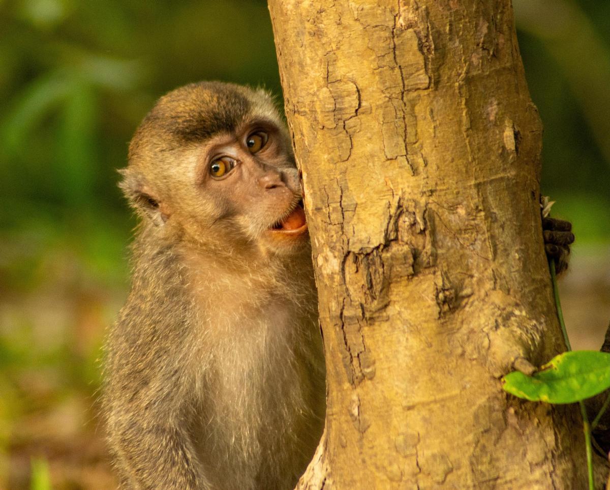 Los primates de Borneo son uno de los motivos por los que merece la pena el viaje