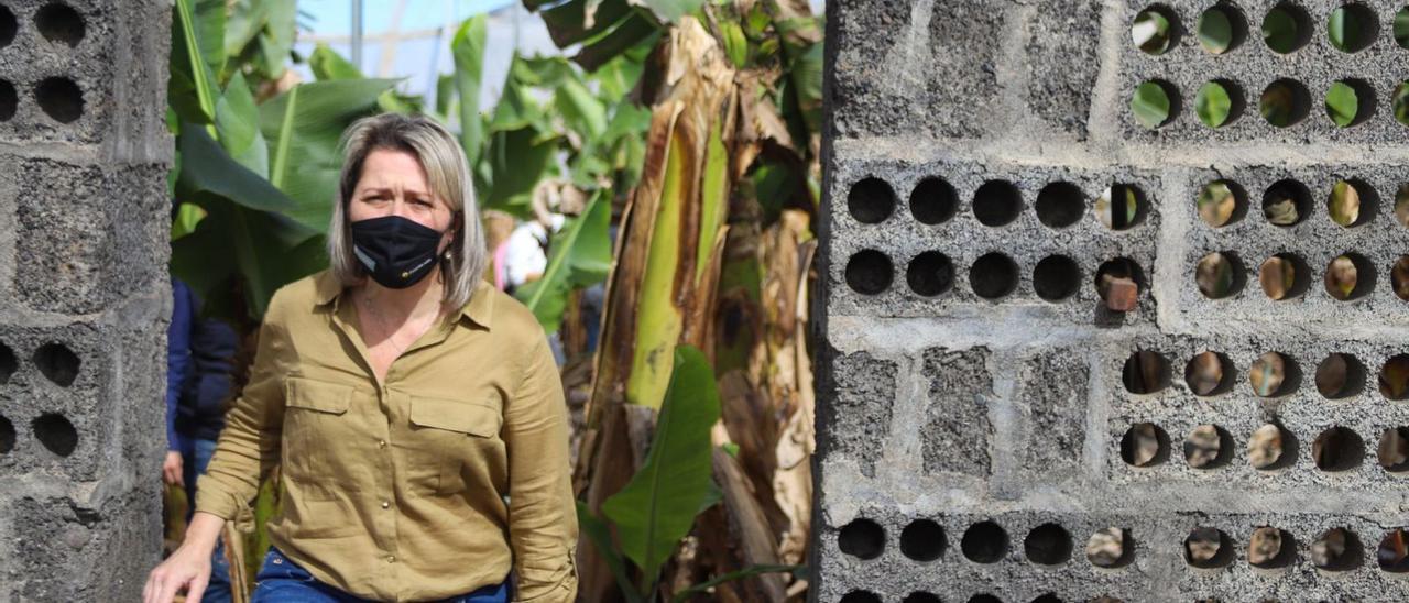 La consejera regional Alicia Vanoostende en su visita a una finca de plátanos en La Palma. | | LP/DLP