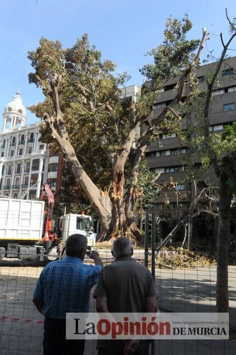 El día después de la caída de la rama del ficus de