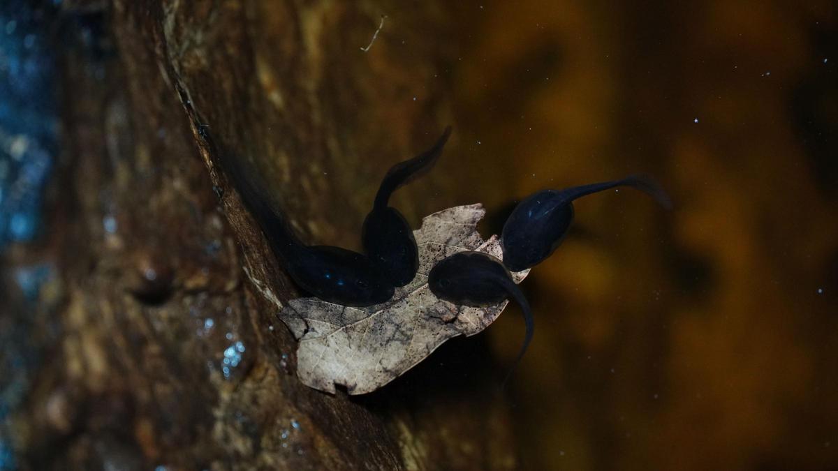 Diversas larvas del sapo endémico.