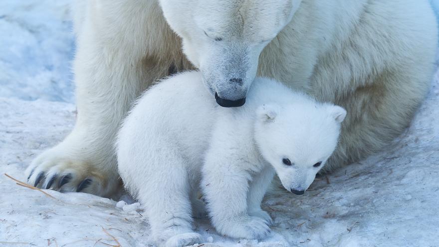 El oso polar puede extinguirse en 80 años, alertan los científicos