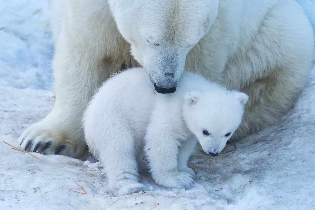 El oso polar puede extinguirse en 80 años, alertan los científicos - El  Periódico de España