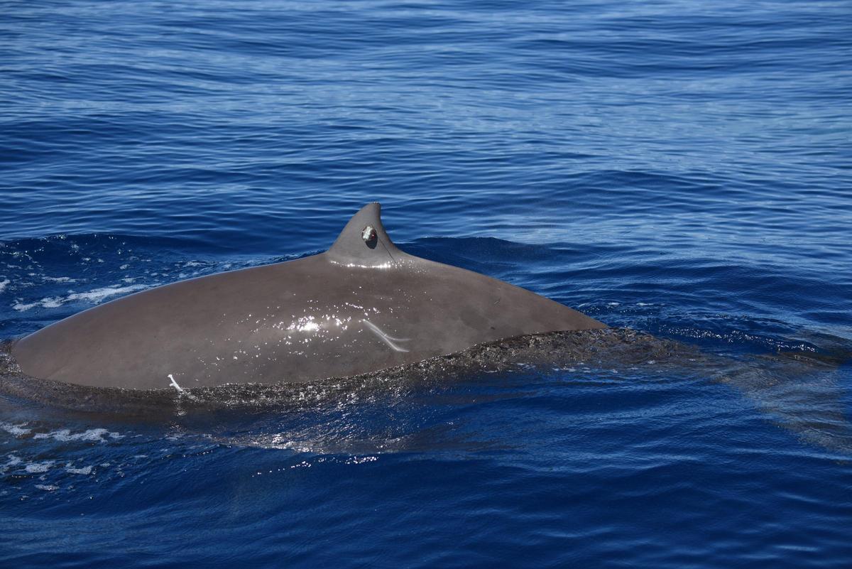 Zifio de Cuvier (Ziphius cavirostris) con una etiqueta en la aleta dorsal.