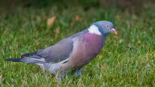 Invasión de palomas torcaces: dos millones de ejemplares están entrando en nuestro país