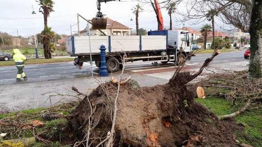 Árboles arrancados en Samil. // J.Lores