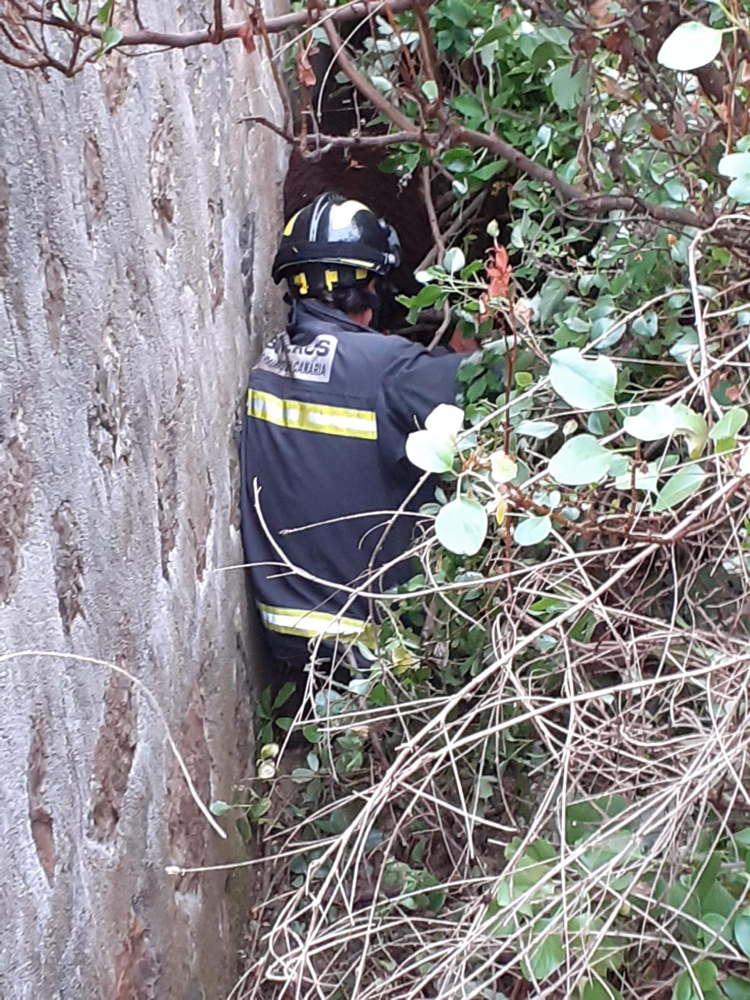 Rescatan una oveja en Ciudad del Campo