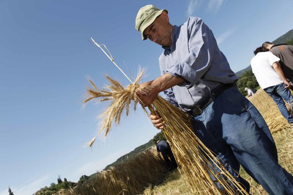 Festa del Segar i el Batre a Avià