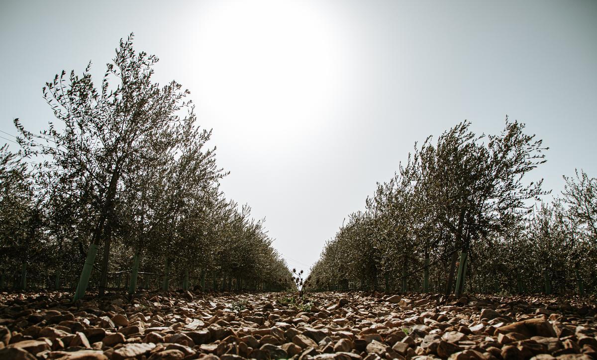 Vista de un cultivo de olivos que requiere agua de regadío para su mantenimiento.