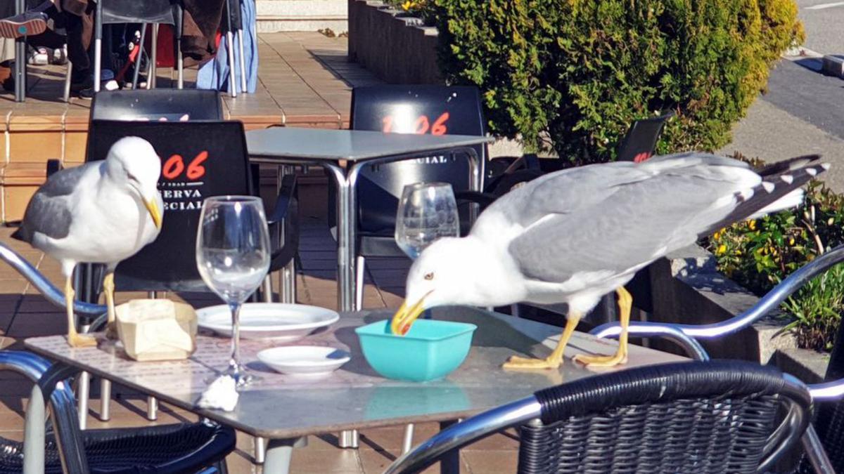 Gaviotas asaltando la mesa de una cafetería.