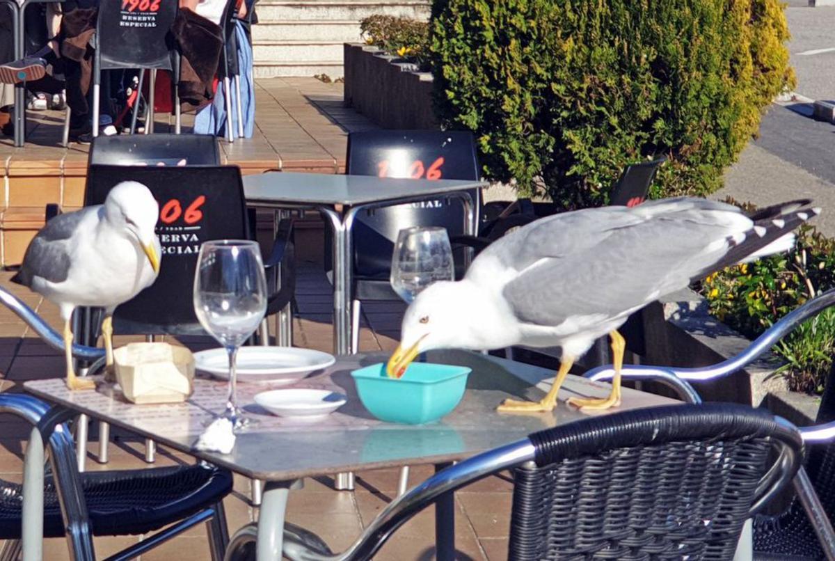Gaviotas asaltando la mesa de una cafetería. | // MARTA G. BREA