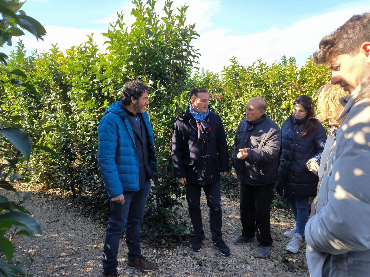 Con 7.000 m2 y 3 km de recorrido, el recinto de Peñíscola está compuesto por 4.000 plantas de Ligustrum Japonica, que ha visitado el alcalde.