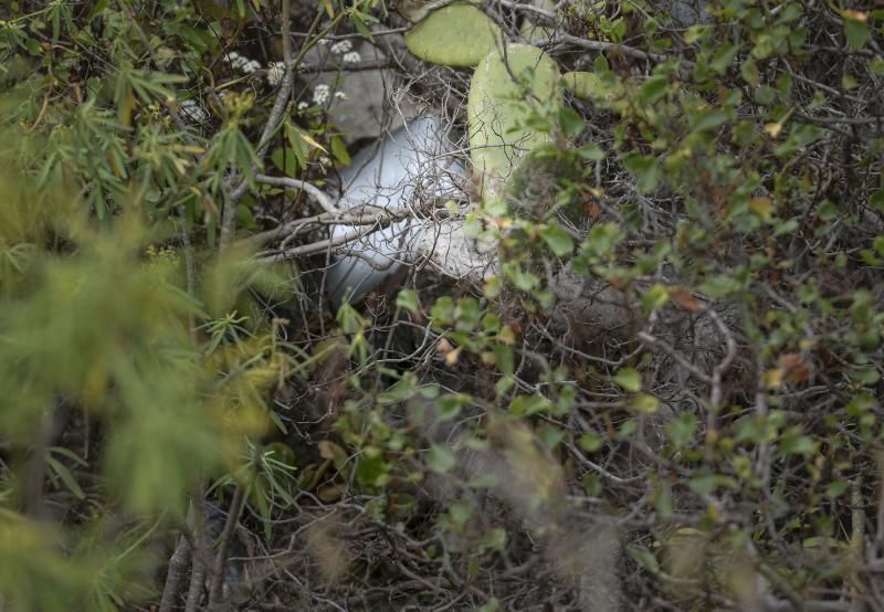 18/05/2018 BUEN LUGAR, FIRGAS. Encuentran restos óseos en bolsas en el Barranco los Dolores Firgas. FOTO: J. PÉREZ CURBELO  | 18/05/2018 | Fotógrafo: José Pérez Curbelo