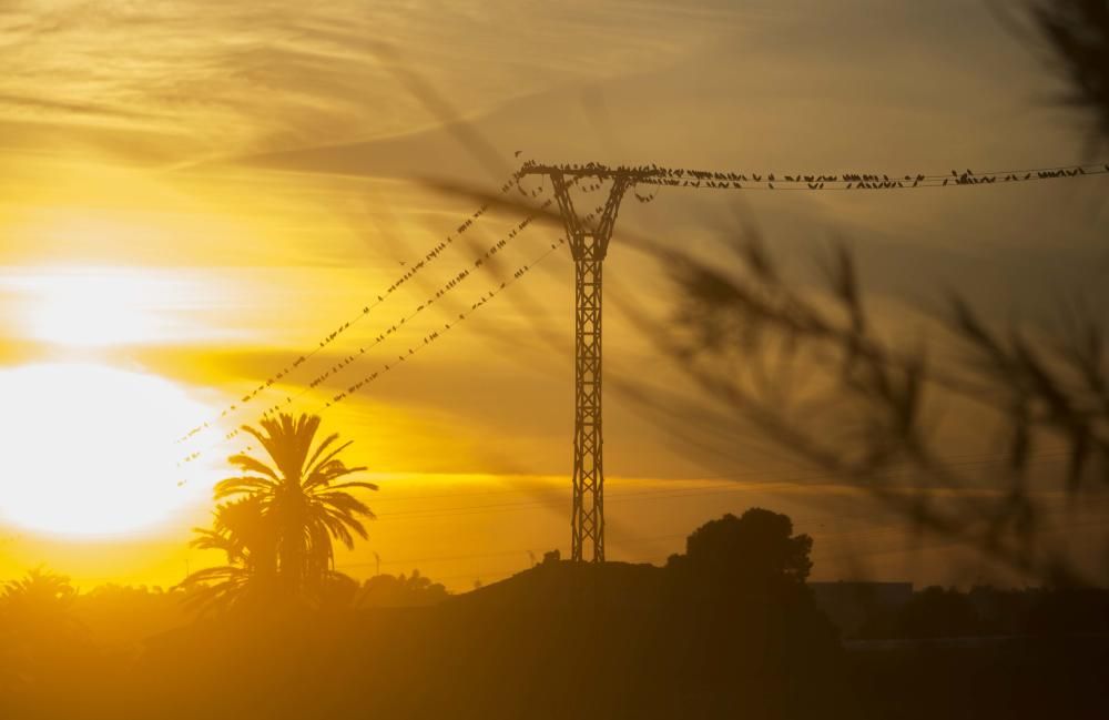 Invadidos por los estorninos en Alicante