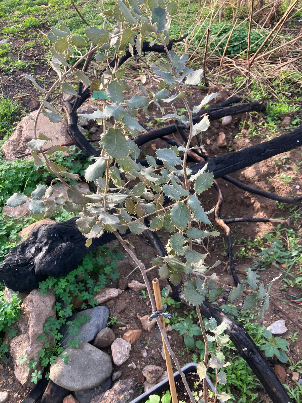 Voluntarios de la plataforma Bosque Urbano Málaga plantan 60 árbolesen los antiguos terrenos de Repsol