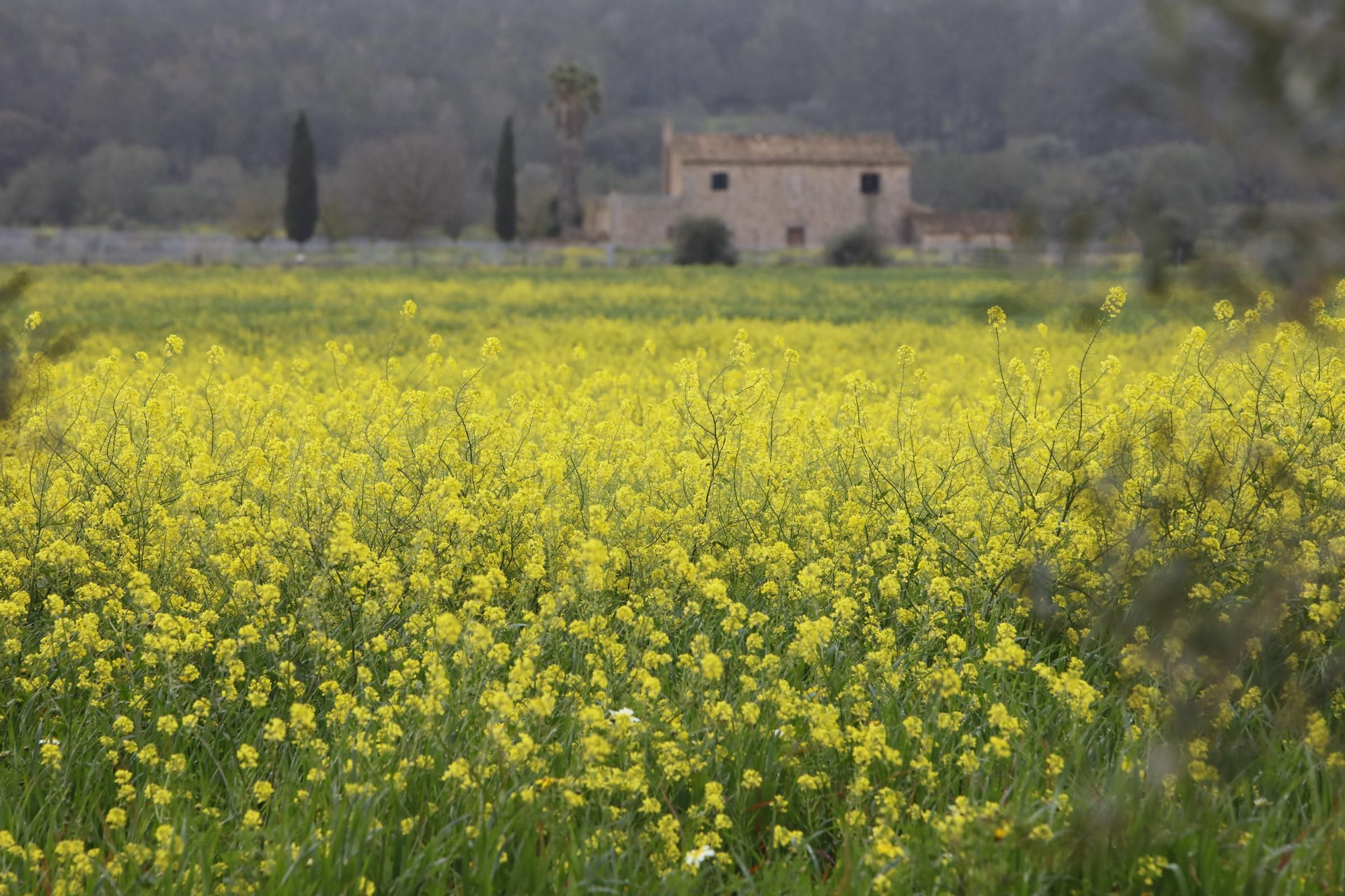 Frühlingstimmung auf Mallorca: Die Felder blühen, die Wolken ziehen langsam fort