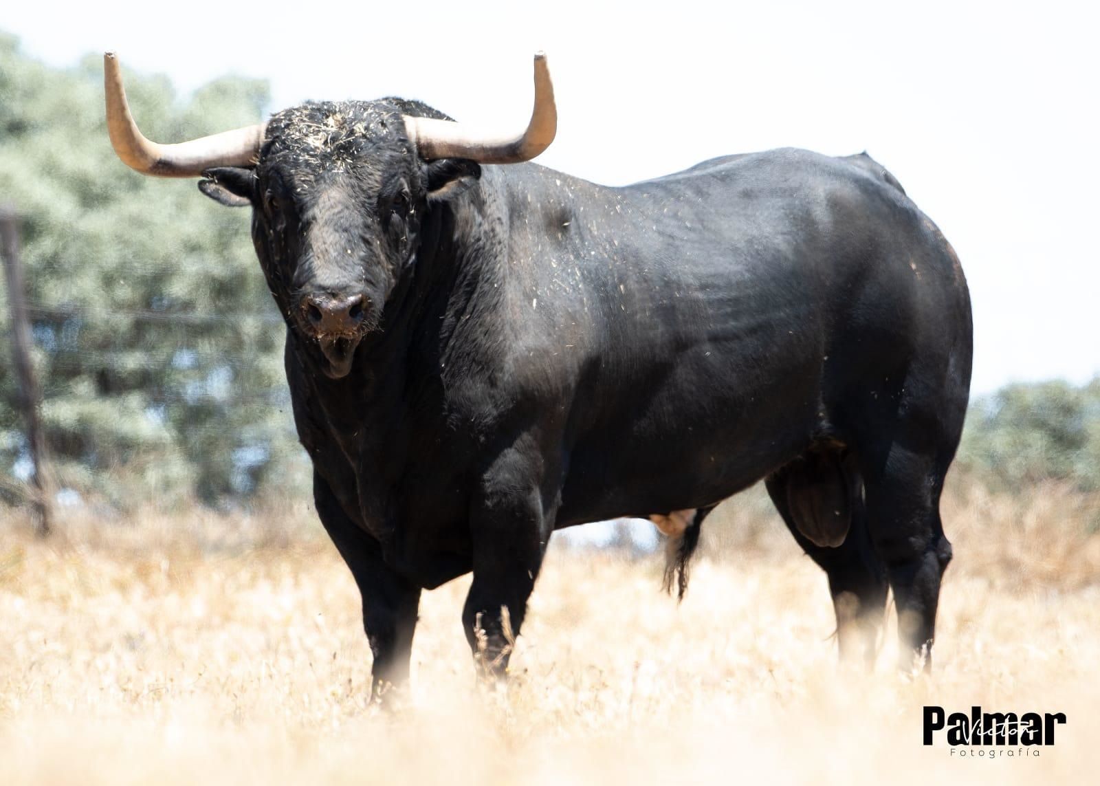 El toro de Martín Lorca destaca por sus hechuras y la arboladura de pitones. Se exhibirá el próximo mes en la plaza portátil de Burriana.
